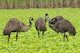 Emus